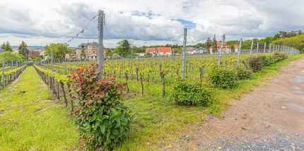 Impressionen vom Weingut Matyas in Coswig/ Sachsen