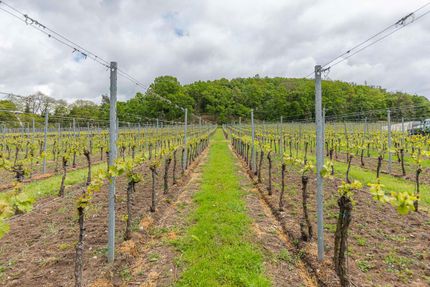 Impressionen vom Weingut Matyas in Coswig/ Sachsen