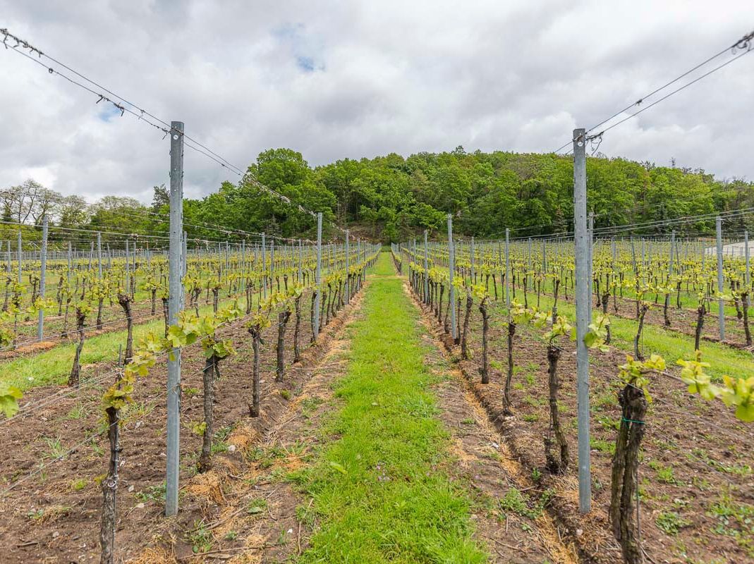 Impressionen vom Weingut Matyas in Coswig/ Sachsen