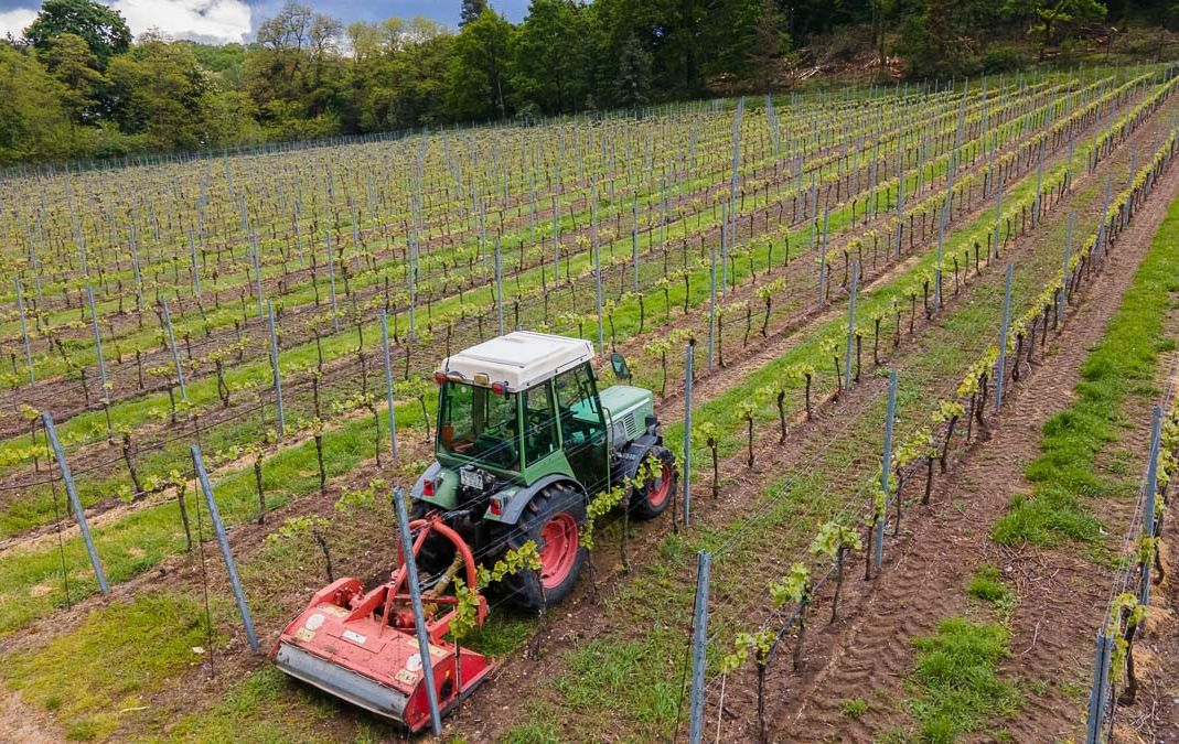 Impressionen vom Weingut Matyas in Coswig/ Sachsen