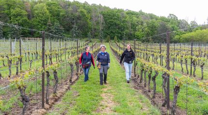 Impressionen vom Weingut Matyas in Coswig/ Sachsen
