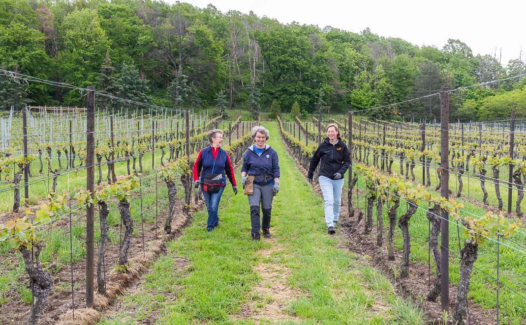 Impressionen vom Weingut Matyas in Coswig/ Sachsen