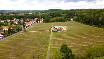 Impressionen vom Weingut Matyas in Coswig/ Sachsen