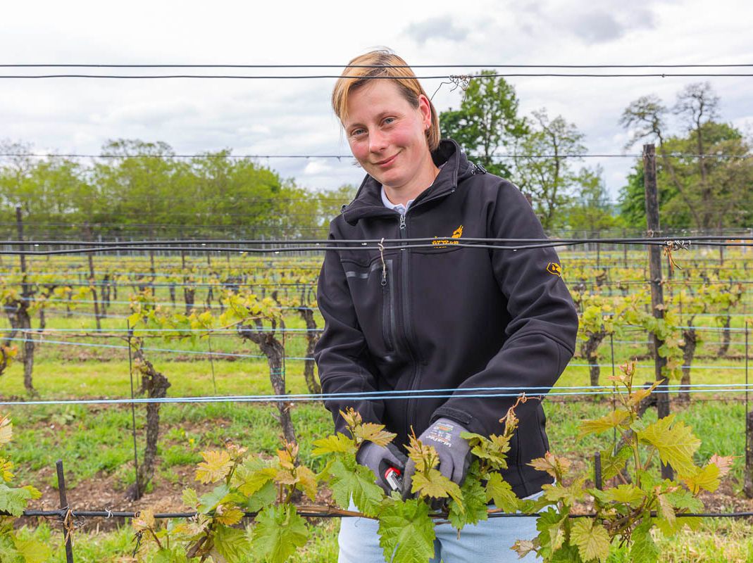 Impressionen vom Weingut Matyas in Coswig/ Sachsen