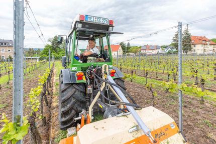 Impressionen vom Weingut Matyas in Coswig/ Sachsen
