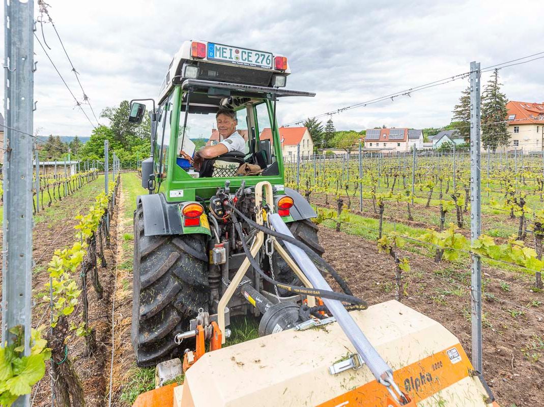 Impressionen vom Weingut Matyas in Coswig/ Sachsen