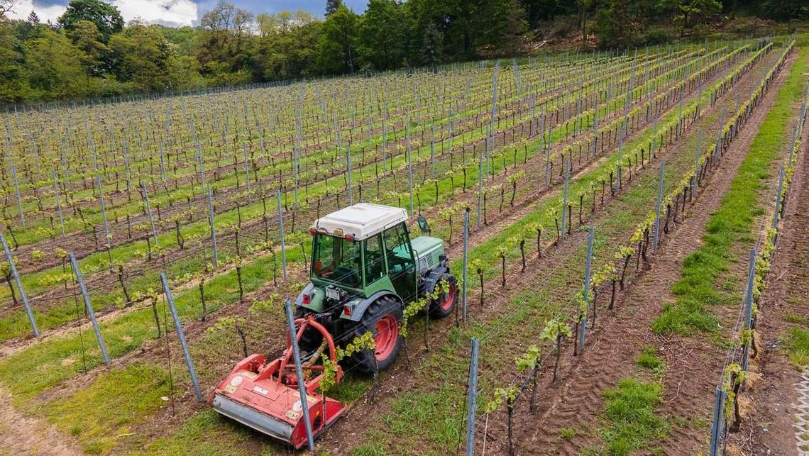 Impressionen vom Weingut Matyas in Coswig/ Sachsen